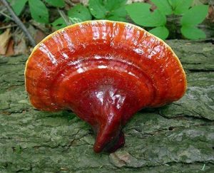 reishi2