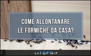 come-allontanare-le-formiche-da-casa