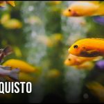 guida-all-acquisto-filtri-interni-per-acquari