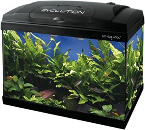 Haquoss Evolution 40