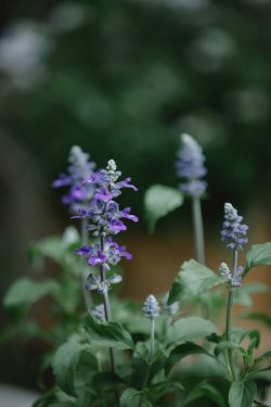 Salvia
