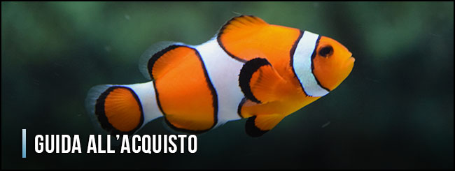 11486-acquario-guida-all-acquisto