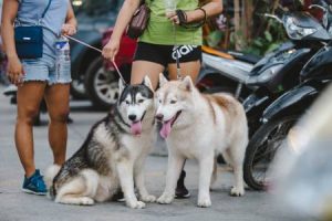 come-capire-se-il-cane-è-in-gravidanza