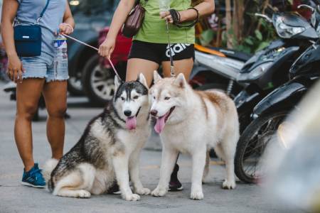 come-capire-se-il-cane-è-in-gravidanza