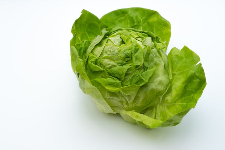 lattuga-Iceberg